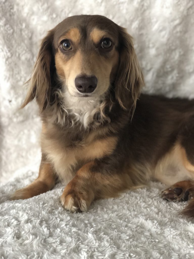 Sires Charmm Dachshunds