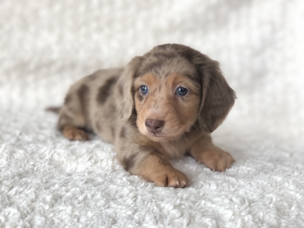 chocolate and tan dapple male (Meadow x Finn) ~