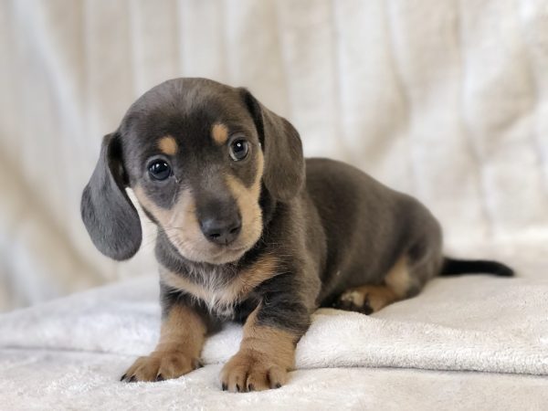 Blue and Tan female smooth coat (Parents are Andi and Bolt) Born Dec 2 and ready Jan 27 $1,400 pet only