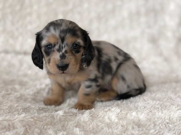 Black and Tan dapple female (Dorothy x Stanley) Ready March 6