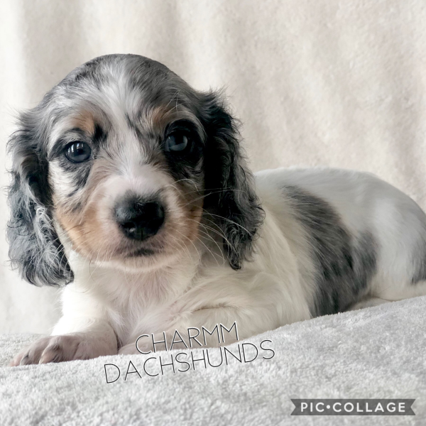 Black and Tan Dapple Piebald longhair male (Canada x Tucker are parents) Ready for home 11/23